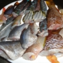 釣った魚 ベラ うみたなご等の煮付け レシピ 作り方 By なっちゃん6504 楽天レシピ 釣った魚 ベラ うみたなご等の煮付け レシピ 作り方 By なっちゃん6504 楽天レシピ